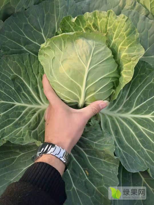 2019年河南新野包菜价格