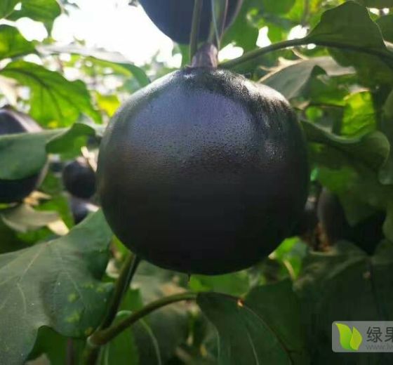 2019年山东莘县黑茄王价格