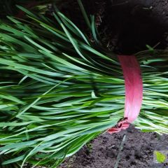 诚销售大量优质韭菜