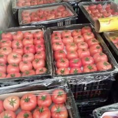 山东费县西红柿