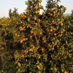 广西柳州市来宾区主产地沙糖桔果