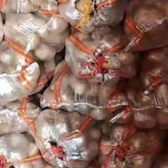 诚信武川四子王旗土豆购销经纪人