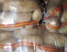 斯凡特黄心土豆：薯型长椭圆，表皮光滑芽眼极浅，个头大颜色
