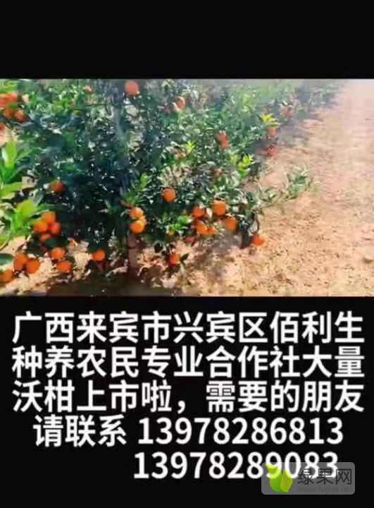 2019年广西融安沃柑价格