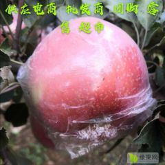山东潍坊红富士苹果产地批发