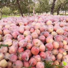 山西运城临猗膜袋苹果长期供应