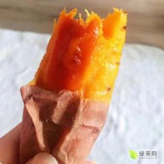 近千亩红薯龙薯九号整装待发