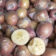 山西运城万荣冰糖心膜袋红富士大量上市