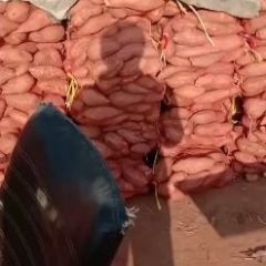 商薯一九红薯0.5，精品五毛六。