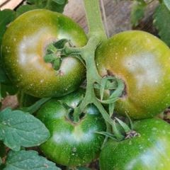 2019旅顺口西红柿现在订货有惊喜