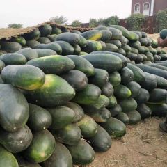 河北隆尧王盘庄自家种的黑皮大冬瓜，200多亩