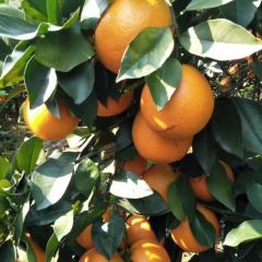 诚信双赢，水果代办