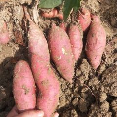 常年供应广东新鲜红薯，鸡蛋黄，西瓜红当天挖当天发车