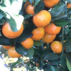 武鸣区特靓砂糖桔