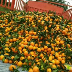 2020年新鲜柑橘上市0.5元每斤