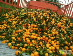 2020年新鲜柑橘上市0.5元每斤