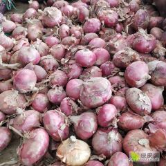 专业代发冷库洋葱☞刘立功