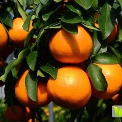 柑橘代办诚信合作