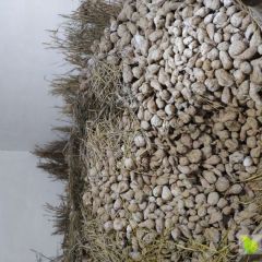 库存红薯便宜卖