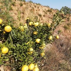 春香橘3000斤，有需要的联系