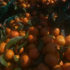 坡地早熟特甜沃柑大量上市