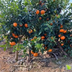 广西南宁市产地大量供应沃柑！