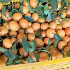 砂糖橘大量上市一天可！代收二十万斤