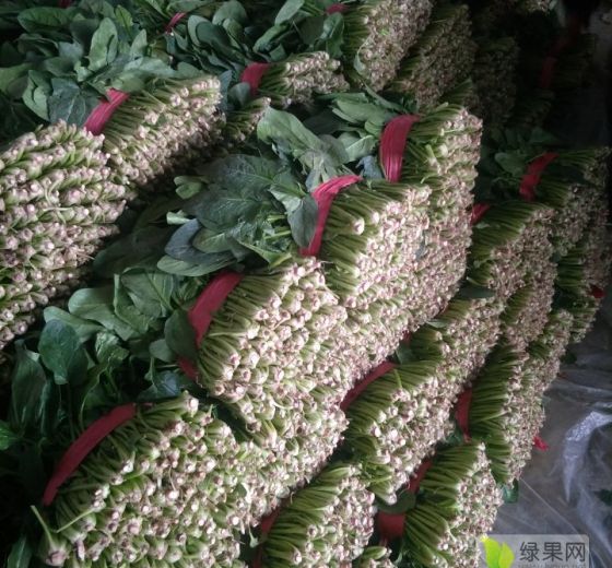 2019年山东东昌府大叶菠菜价格