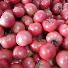 硬粉西红柿 莘县河店镇