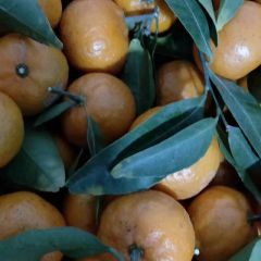 江西省抚州市南丰蜜桔之乡