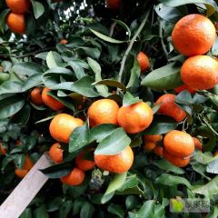 广西桂林阳朔沙糖桔