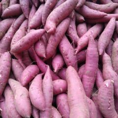 优质沙地红薯
