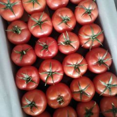 临沂费县西红柿大量上市