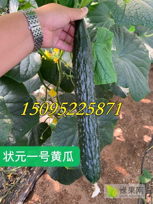 2019年山东寿光状元一号价格