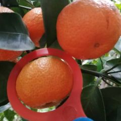 贺州沙糖桔上市 1.7—2.0元 /斤 继续降价中…