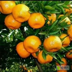 碰柑 芦柑 白柑产地直销