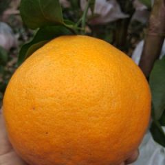 四川精品耙耙柑，好吃不上火，皮薄易剥，果汁丰富，口感纯甜