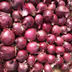 优质黄葱、红葱出售