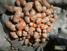 优质土豆种子