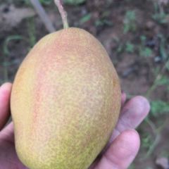 蒲城红香酥梨喜迎天下客商