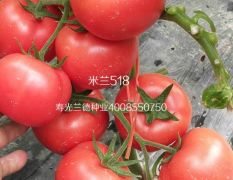 米兰518——精品率极高的硬粉番茄品种