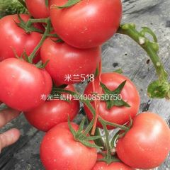 米兰518——精品率极高的硬粉番茄品种