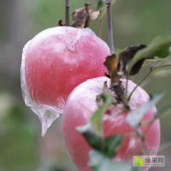 山西运城临猗冰糖心红富士苹果长期供应