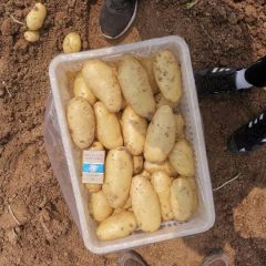 山东肥城冷库土豆大量供应，内蒙土豆大量供应0.5