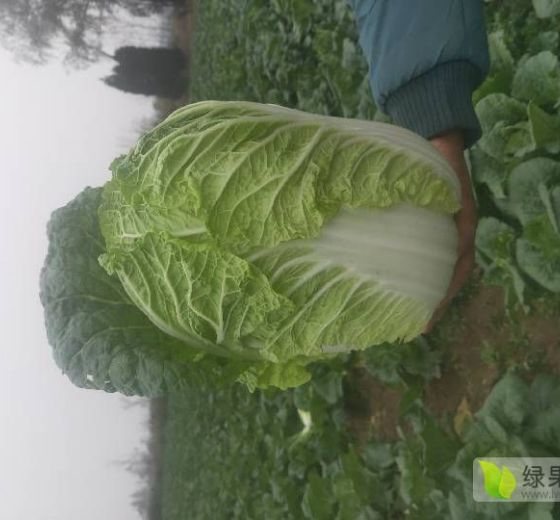 2019年河南新野黄心菜价格
