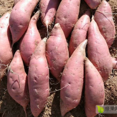 山东省临沭县烟薯25烤红薯品种
