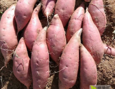 山东省临沭县烟薯25烤红薯品种