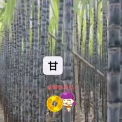 甘蔗，商丘农产品批发市场。