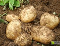 自己家种的绿色土豆