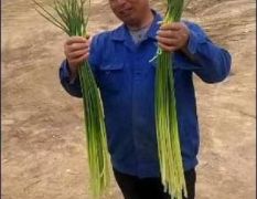 急售300吨蒜薹条青稍绿合作社直卖保证质量